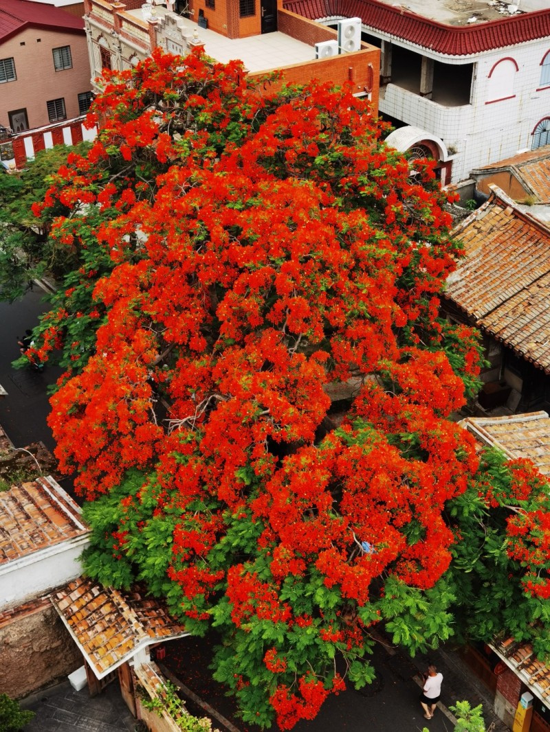 batch_batch_泉州古城凤凰花开001.jpg batch_batch_泉州古城凤凰花开001.jpg