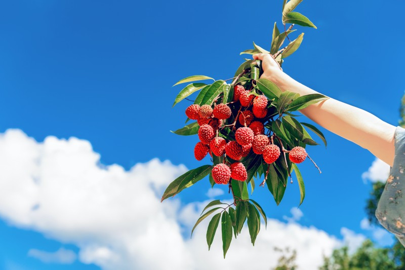 batch_包图网_18307697蓝天白云美女手拿荔枝.jpg